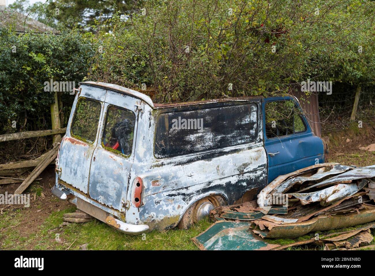 Verlassene rostigen alten Van mit Baum wächst durch sie auf einem Bauernhof in Herefordshire, Großbritannien Stockfoto