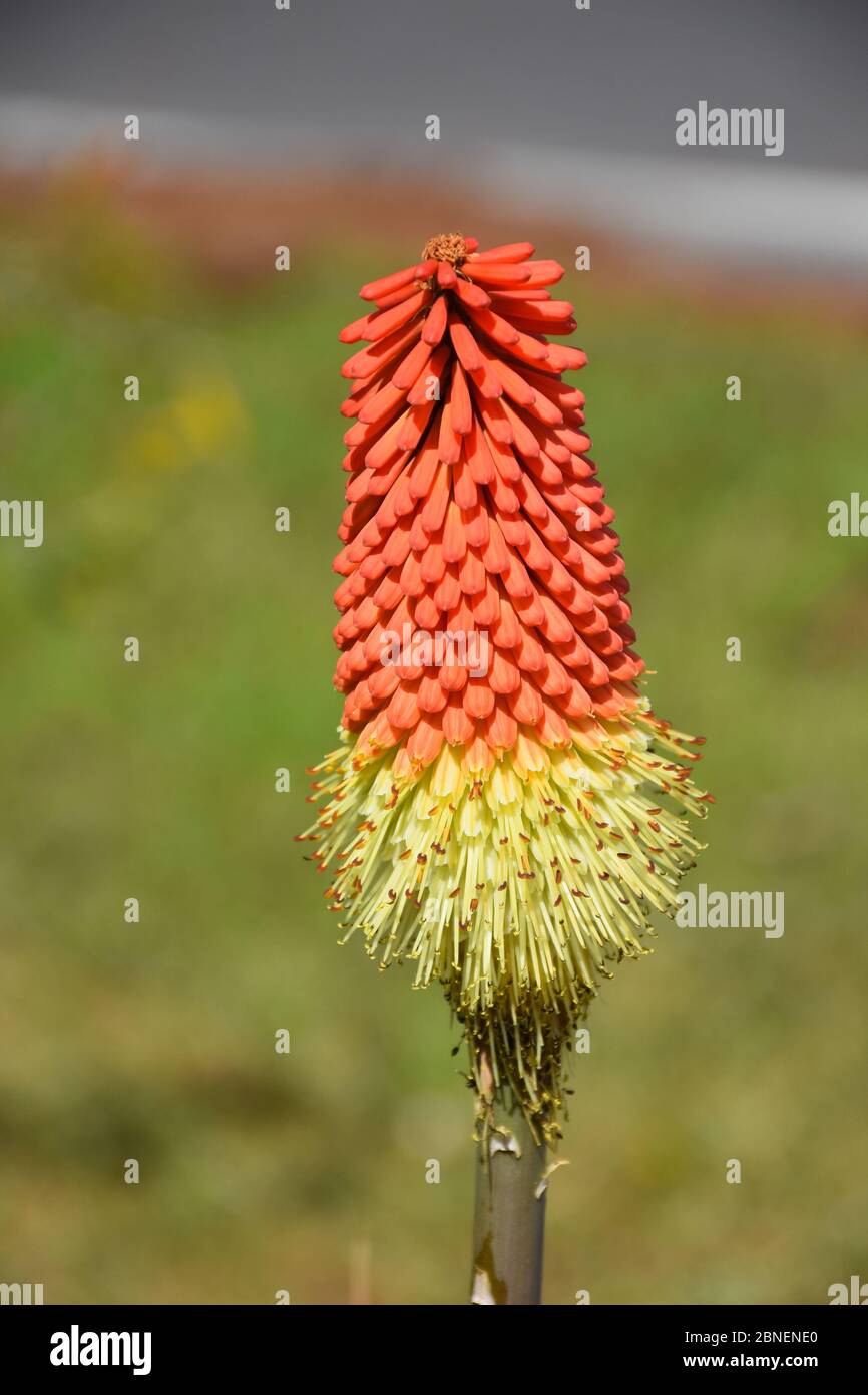 Eine Red Hot Poker Pflanze in voller Blüte. Stockfoto