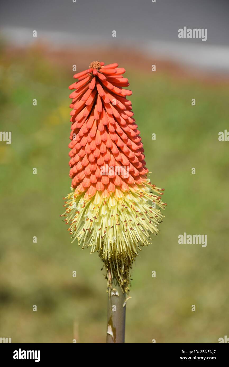 Eine Red Hot Poker Pflanze in voller Blüte. Stockfoto