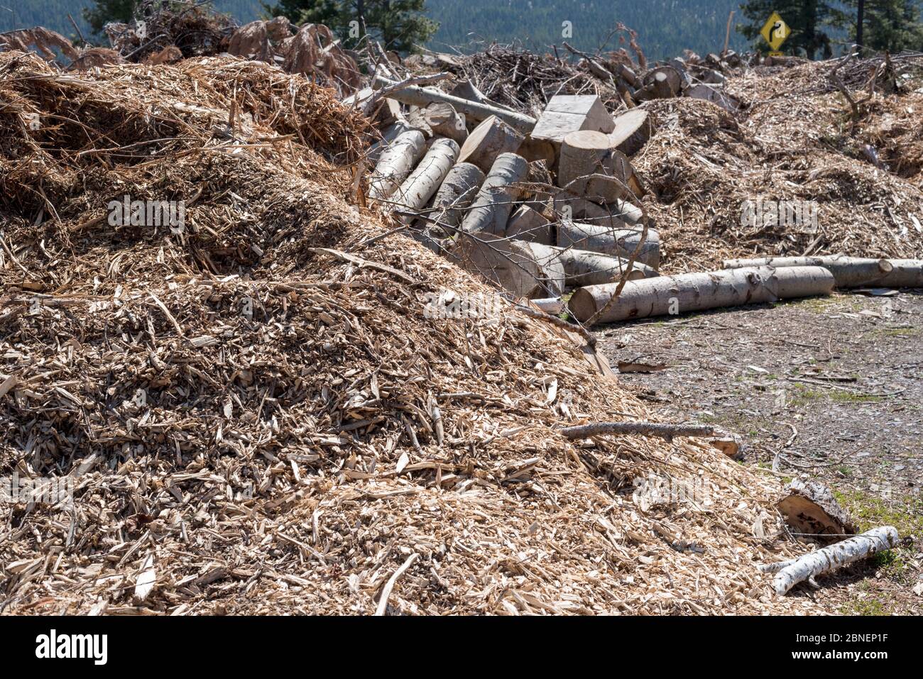 Holzabfälle in der Joseph-Station für die Abfallübergabe in Wallowa County, Oregon. Stockfoto