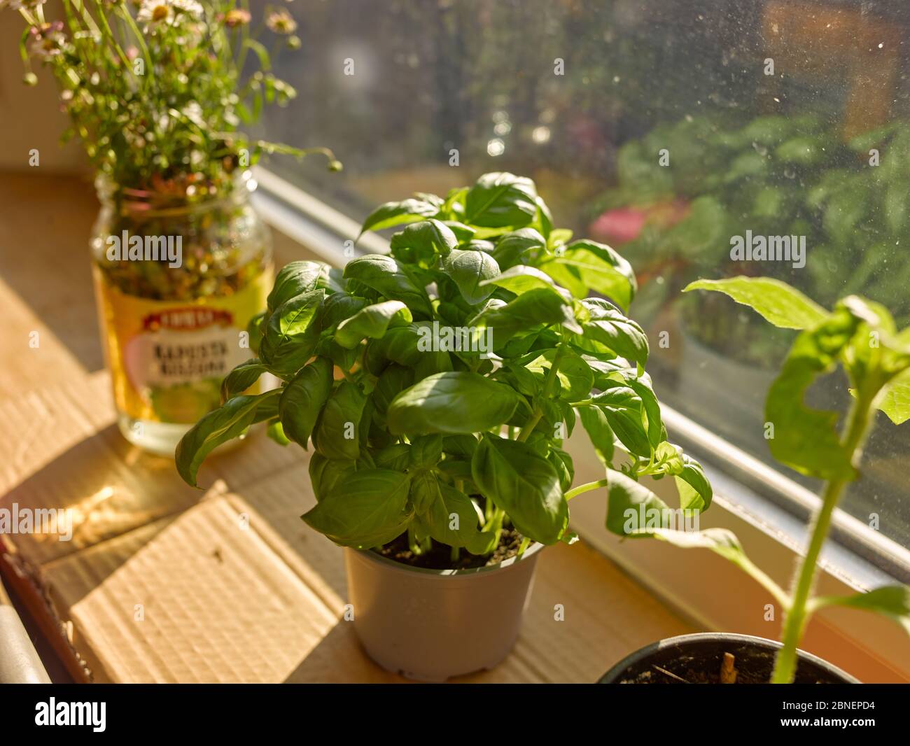 Basilikum und andere Pflanzen zu Hause, die von starkem Sonnenlicht profitieren angebaut Stockfoto