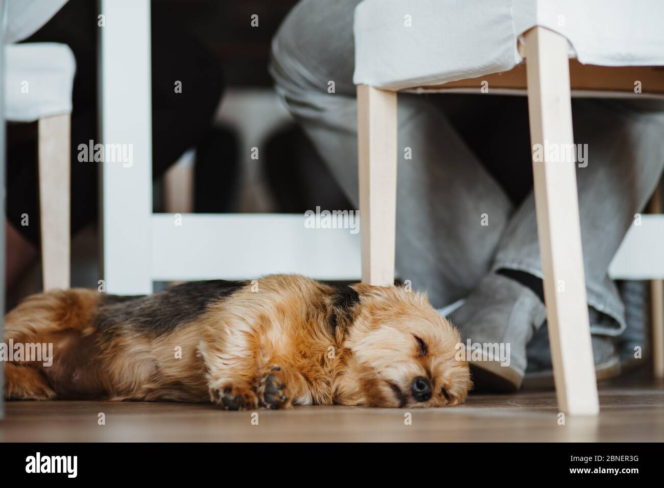 Foto eines Hundes unter einem Esstisch Stockfoto
