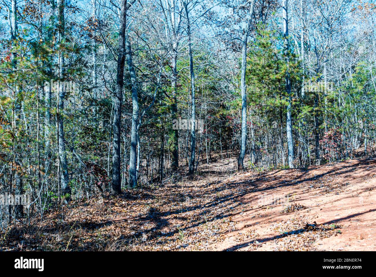 Blairsville, GA - Landleben, Logging Road Stockfoto
