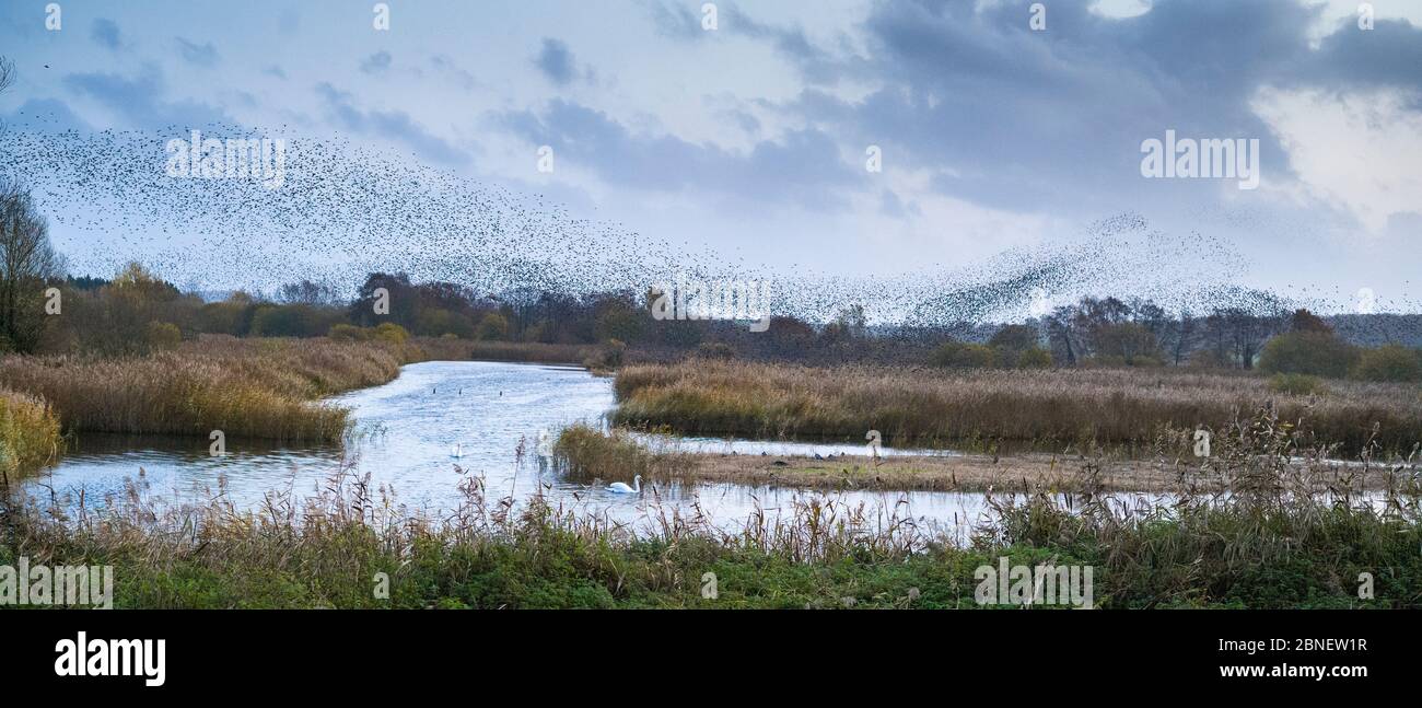 Murmuration von Stare - Sturnus vulgaris. Tausende Vögel bilden wirbelnde Formen und Muster, die vor dem Tosen zusammenströmen, Avalon Marshes, S Stockfoto