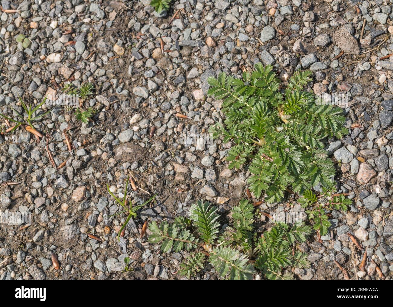 Blattrosette des gewöhnlichen britischen landwirtschaftlichen Unkrauts Silverlweed / Potentilla anserina bei Sonnenschein. Wurde in der Vergangenheit als adstringierend in pflanzlichen Heilmitteln verwendet Stockfoto