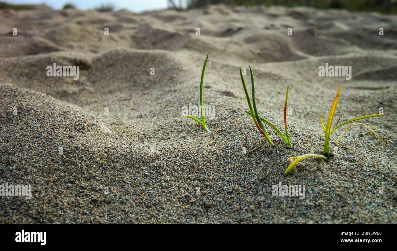 Kleine Grasbüschel, die auf dem Sand eines Strandes wachsen. Kleines Detail eines Naturwunders. Stockfoto