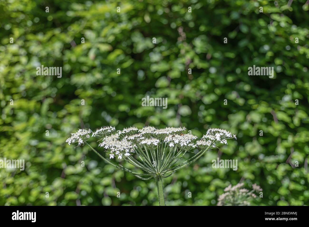 Hogweed / Cow Parsnip - Heracleum sphondylium im Sommer Sonnenschein. Gutes Beispiel für Umbellifer Blume Cluster Form. Der saft bläschen die Haut. Stockfoto