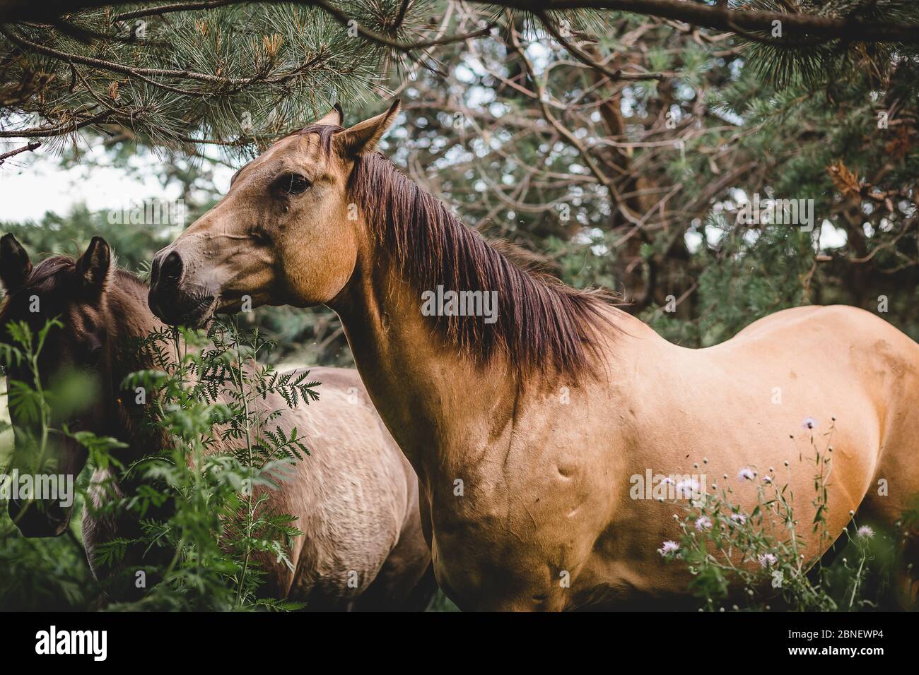 Weibliches Buckskin Pferd stehend in Wäldern in Wisconsin Stockfoto