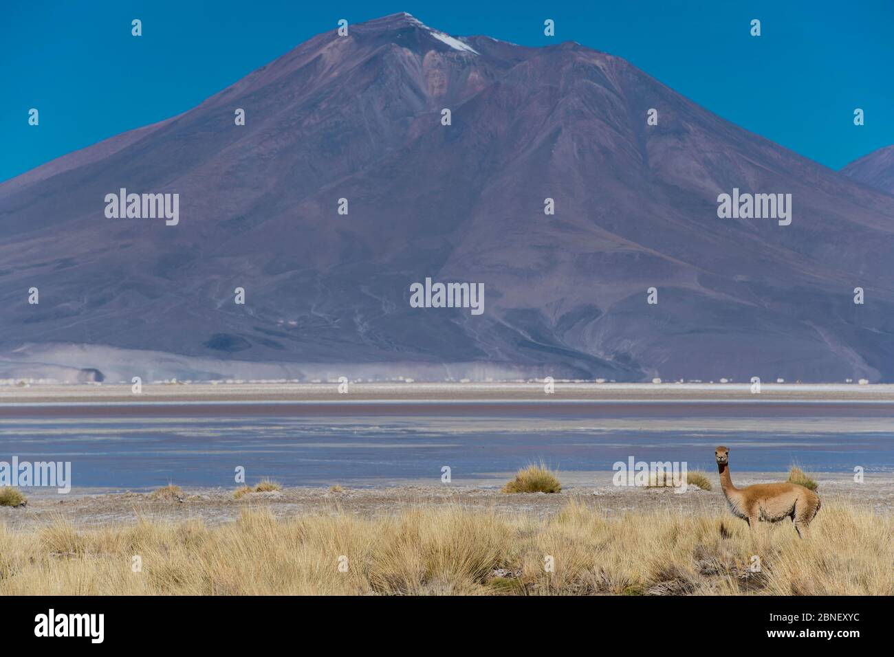 Lama schaut in der Antofagasta Region in Chile auf die Kamera Stockfoto