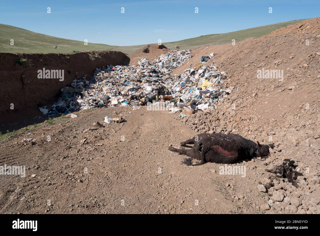 Tote Kuh auf der Ant Flat Deponie in Wallowa County, Oregon. Stockfoto