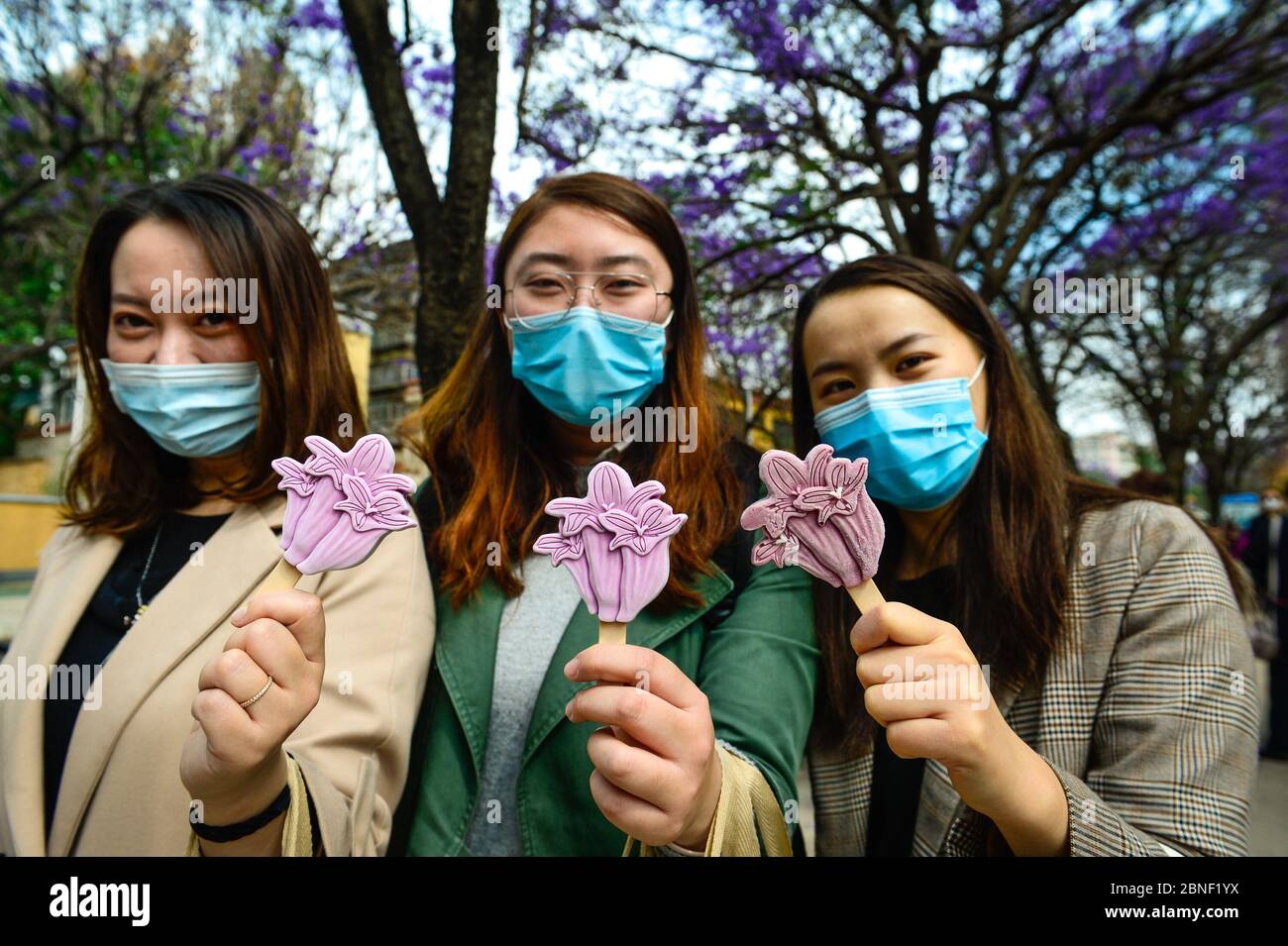 Die Menschen zeigen das blau-jacaranda-ähnliche Eis in Kunming, der südchinesischen Provinz Yunnan, am 29. April 2020. Stockfoto