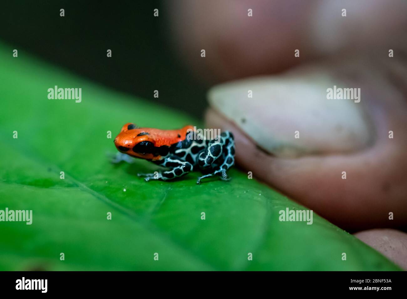Orange & Blue Poison Dart Frosch (Ranitomeya amazonica) im peruanischen Amazonas Stockfoto