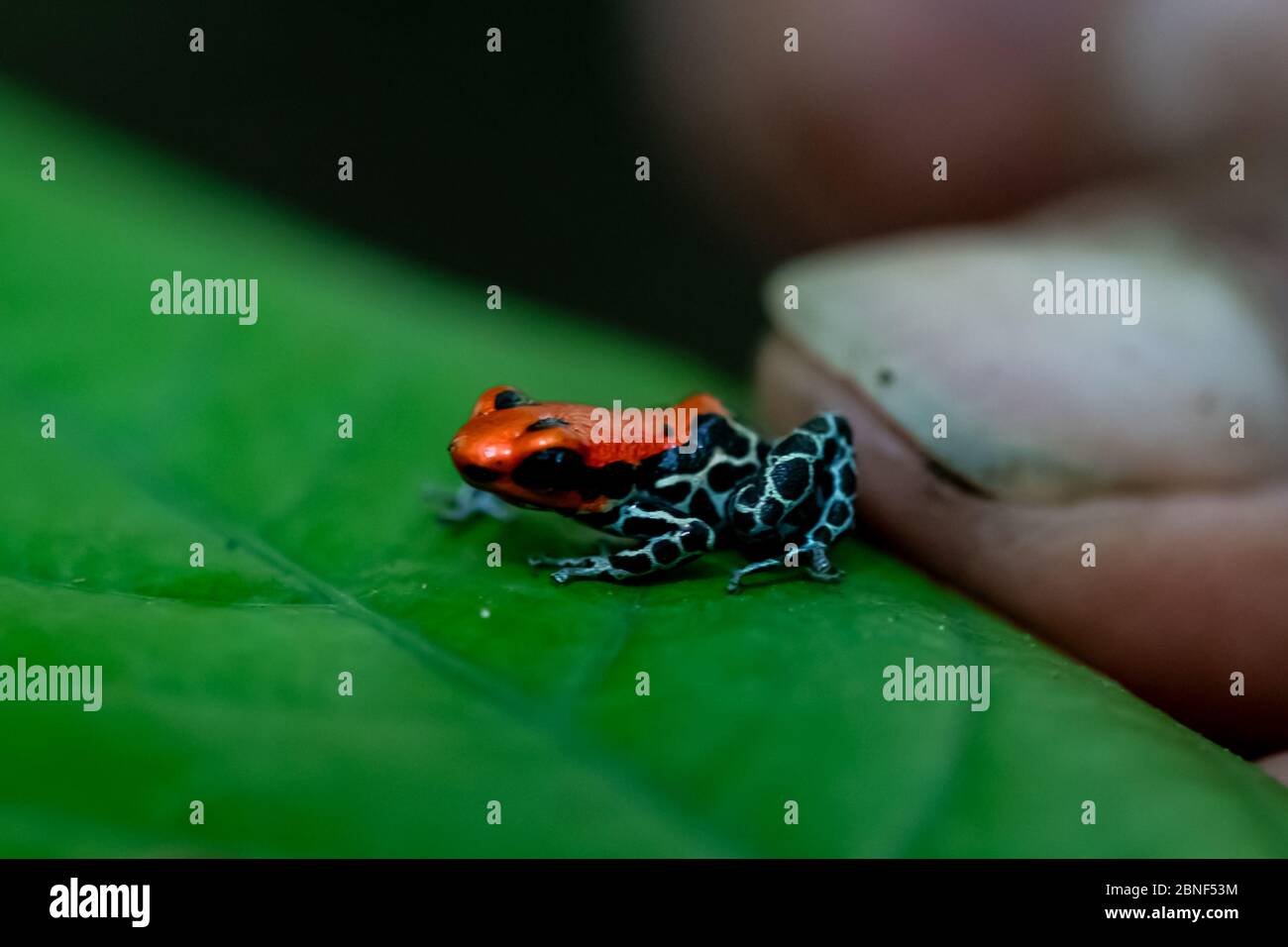 Orange & Blue Poison Dart Frosch (Ranitomeya amazonica) im peruanischen Amazonas Stockfoto