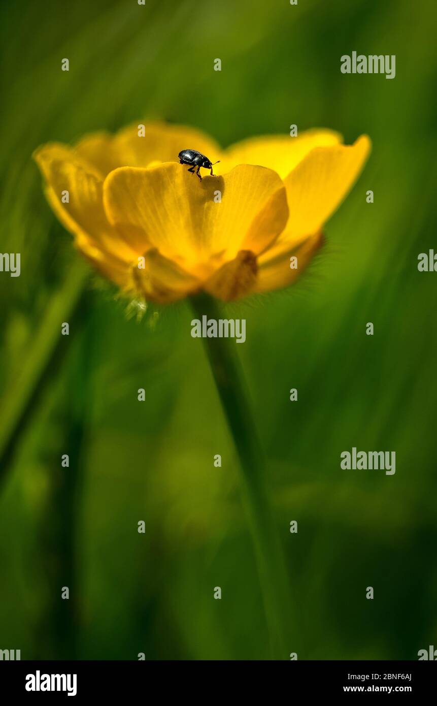 Makrofoto eines kleinen Insekts, das im Sonnenschein auf dem Blütenblatt einer gelben Butterblume mit einem sommergrünen Hintergrund läuft Stockfoto