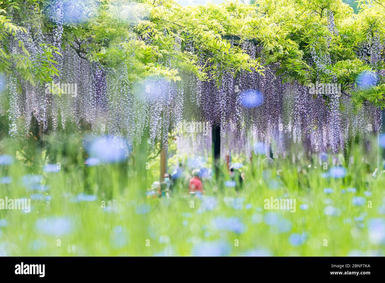 Blick auf den Glyzinienblütenfall in Shanghai, China, 22. April 2020. Stockfoto