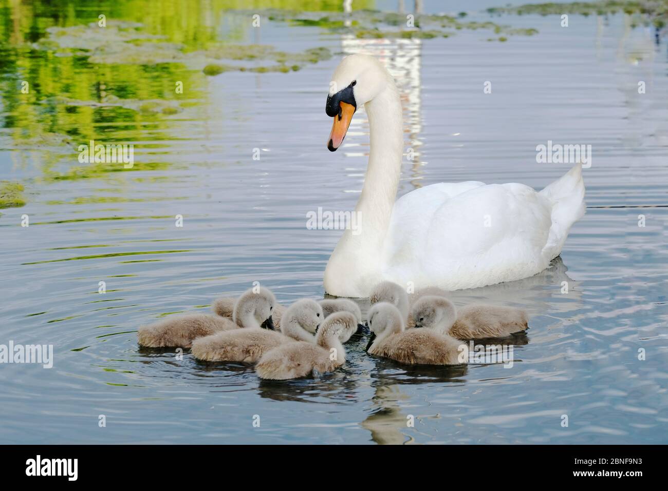 Eine Gruppe von zehn Cygnets ernähren sich unter dem wachsamen Blick eines männlichen erwachsenen Elternschwans vom Wasser. Stockfoto