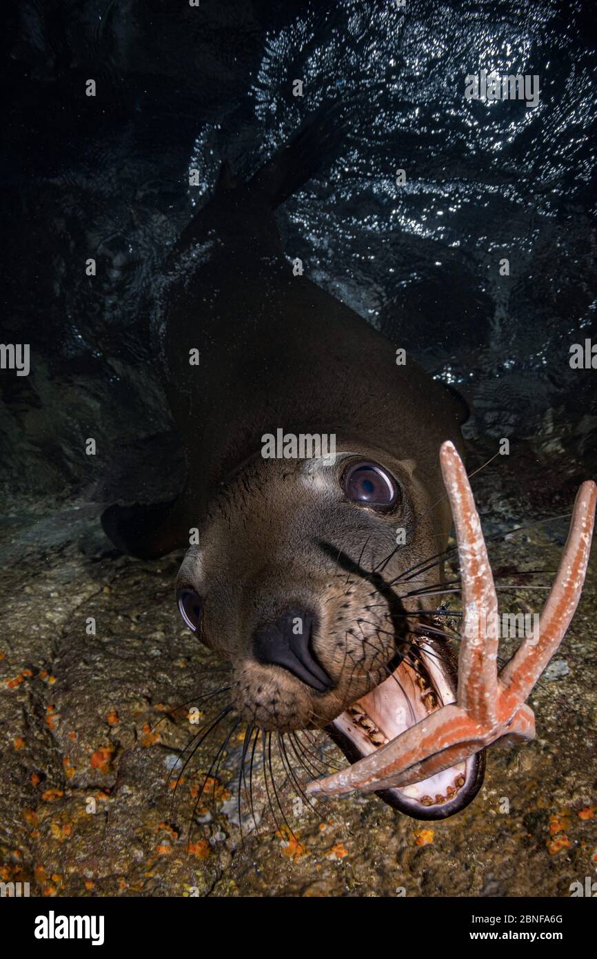 Ein junger kalifornischer Seelöwe, der mit einem Seesterne spielt. Stockfoto