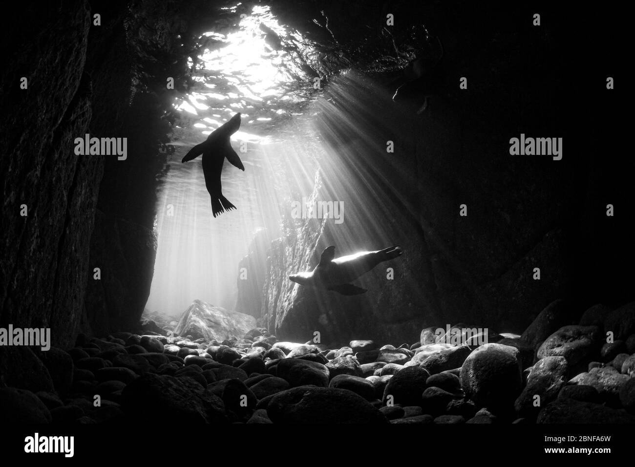 Kalifornische Seelöwen spielen in einer Höhle Stockfoto