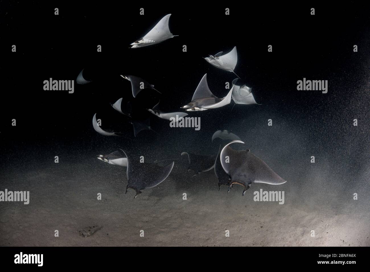 Mobula ray Nachttauchgang Stockfoto