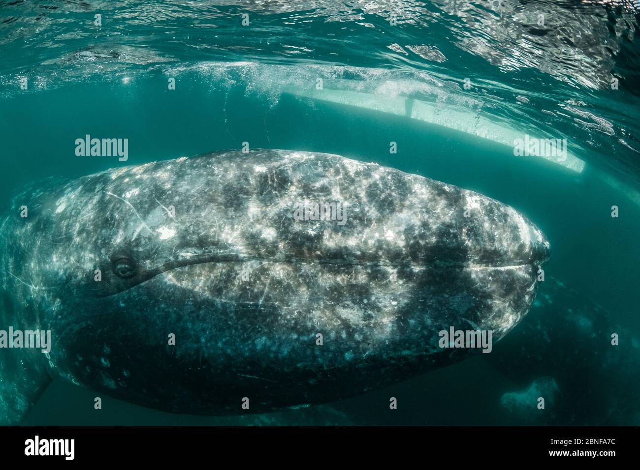 Grauwale in Magdalena Bay Stockfoto