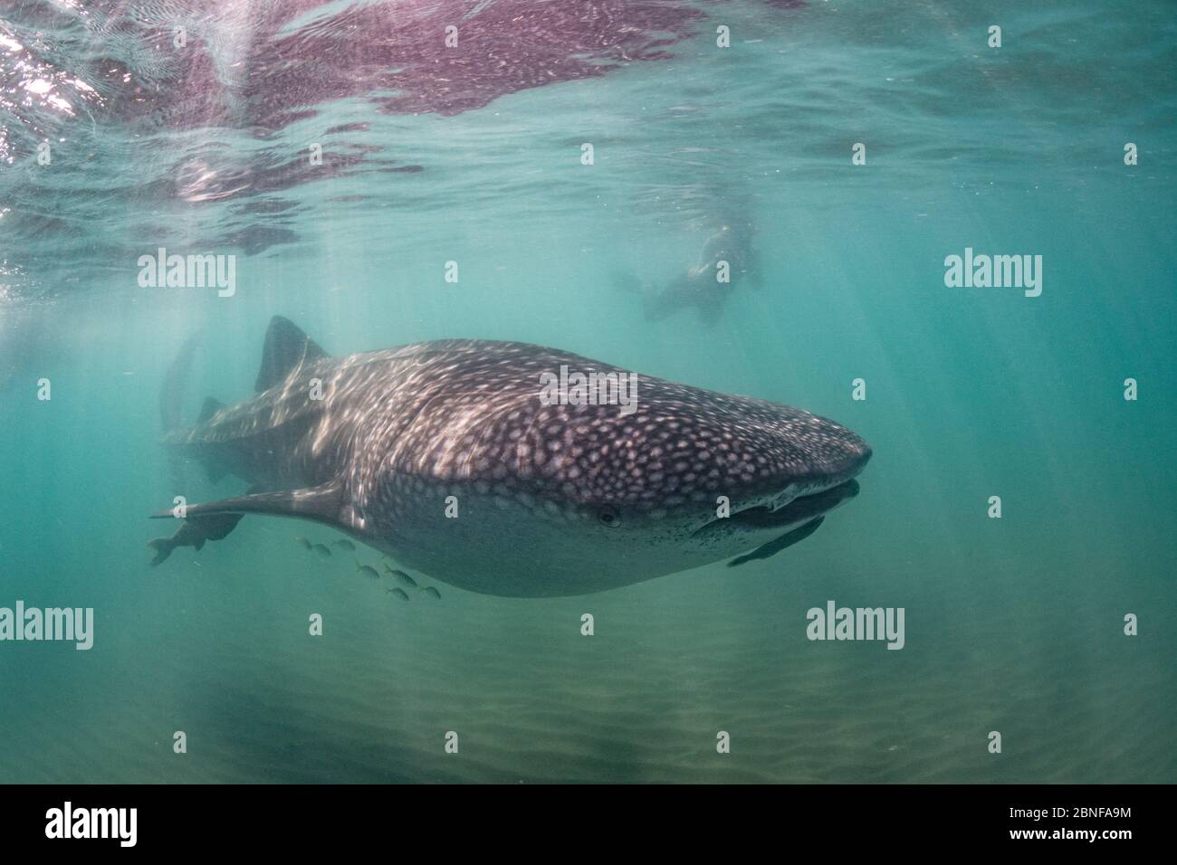 Schnorchler und ein Walhai Stockfoto