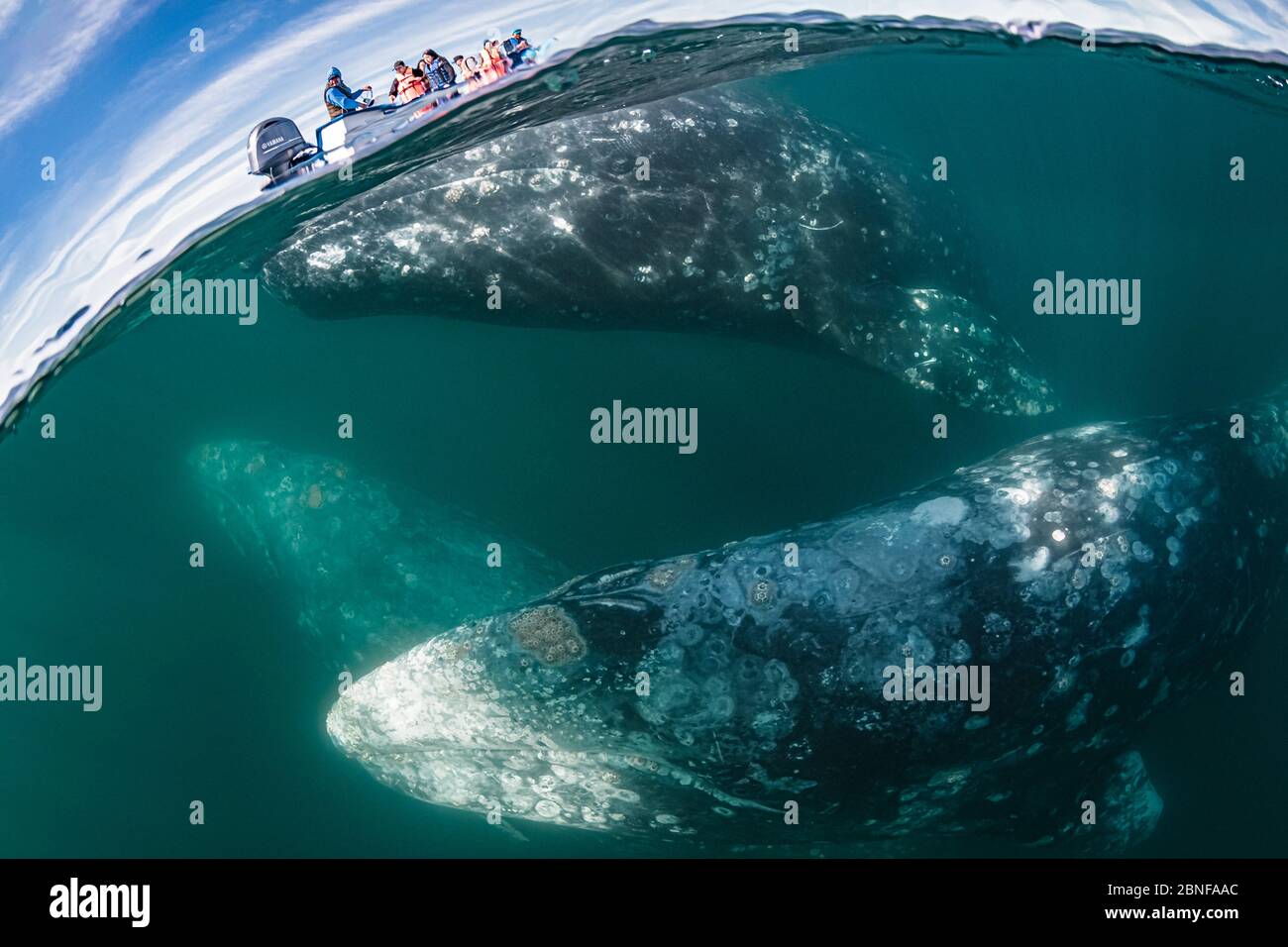 Grauwale in Magdalena Bay Stockfoto