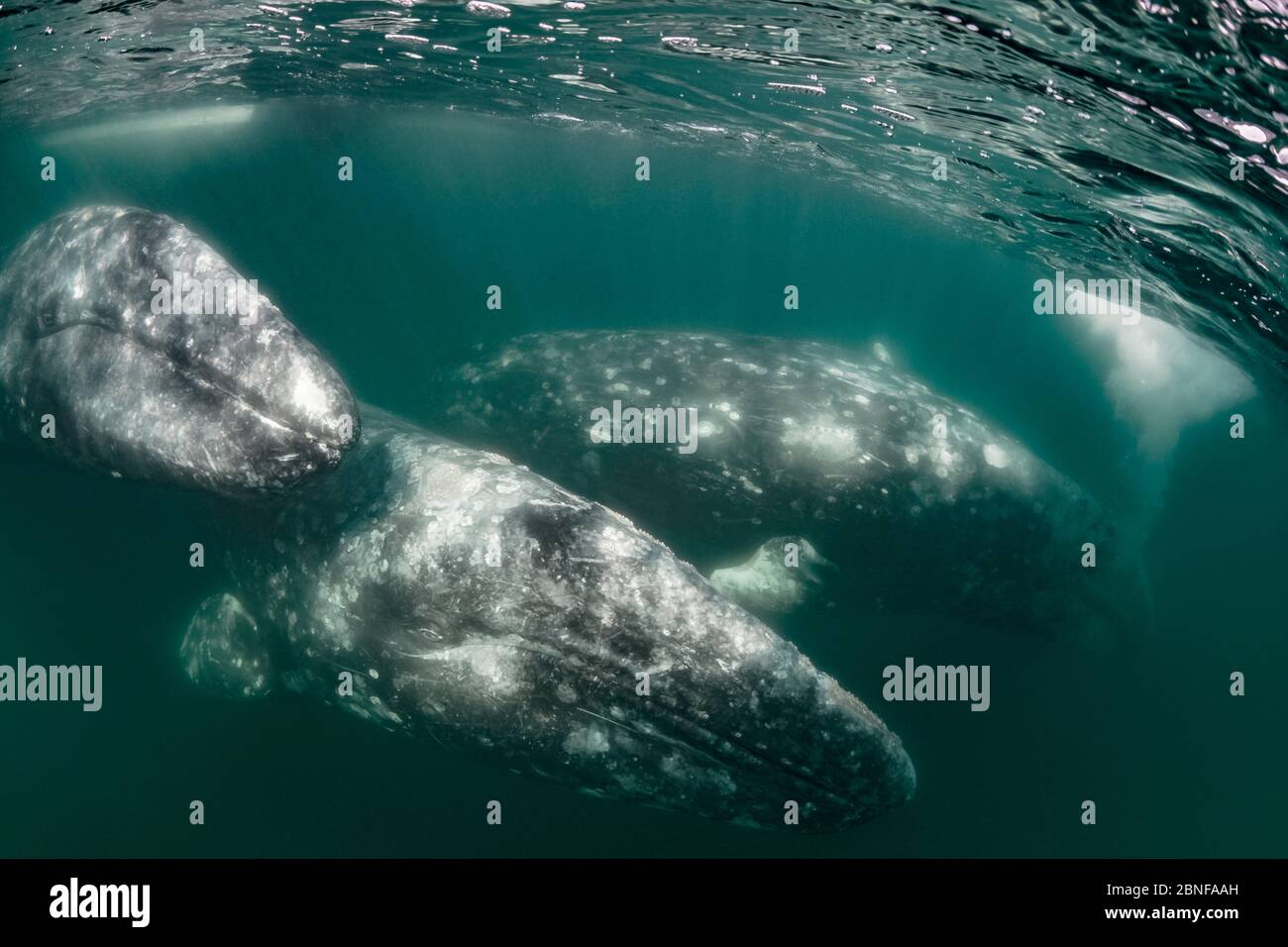 Grauwale in Magdalena Bay Stockfoto