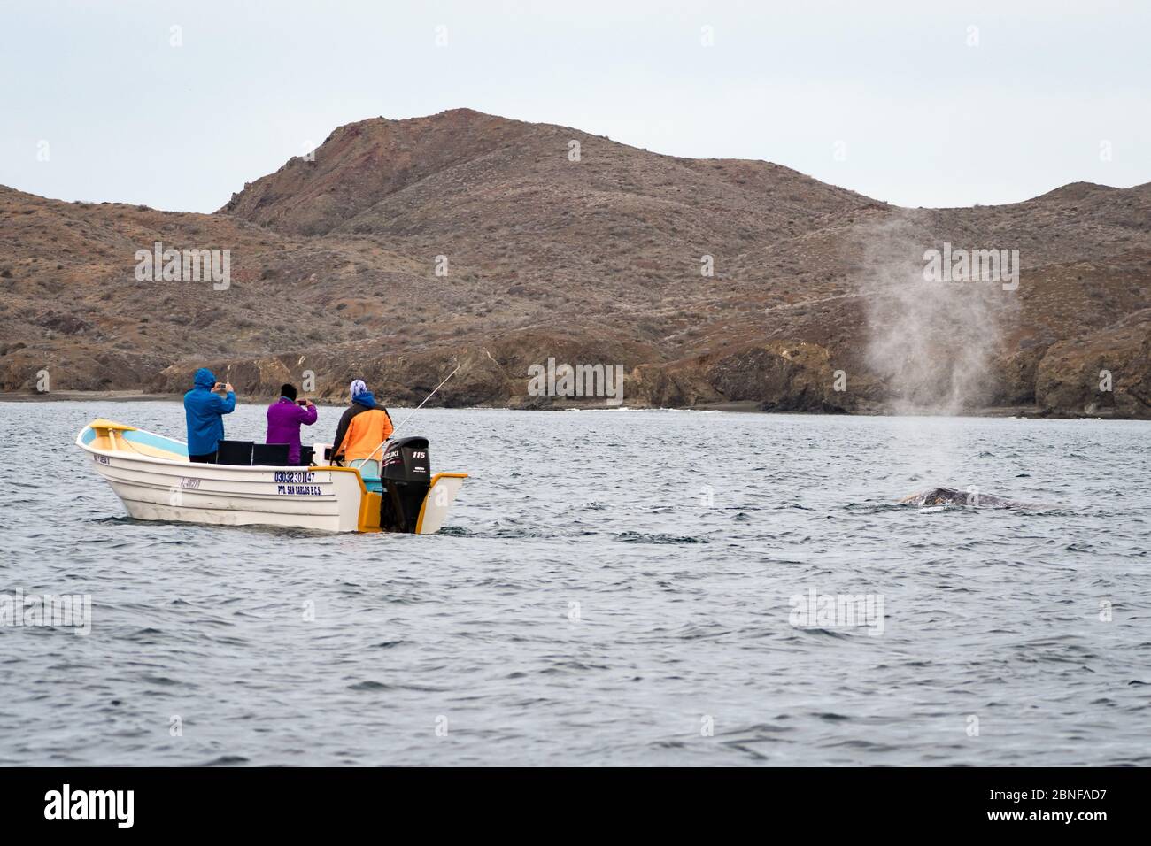Grauwal in Magdalena Bay Stockfoto