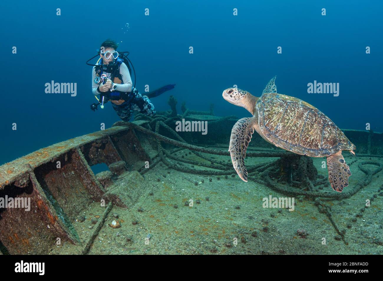 Ein Taucher trifft auf eine Schildkröte auf einem Wracktauchgang Stockfoto