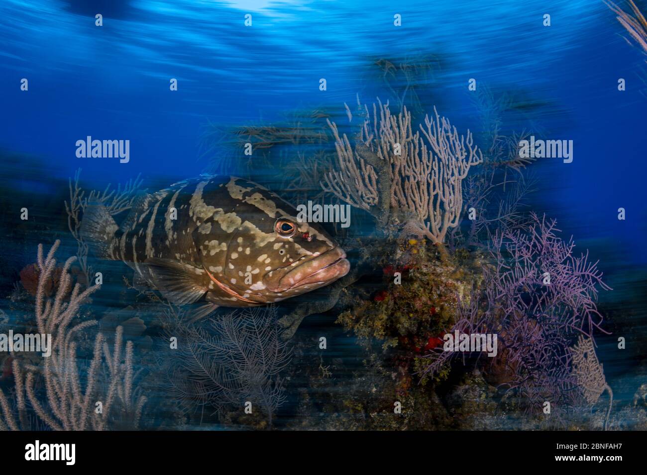 Die Zackenbarsche auf den Cayman Islands sind berühmt für ihre besondere Freundlichkeit. Stockfoto