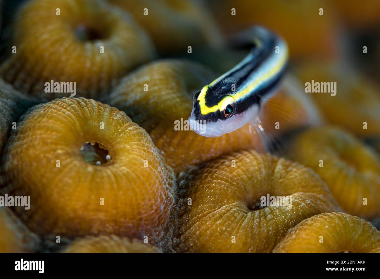 Ein Cayman-Putzer (Elacatinus cayman) nimmt eine sehr kurze Siesta, um sich fotografieren zu lassen. Stockfoto