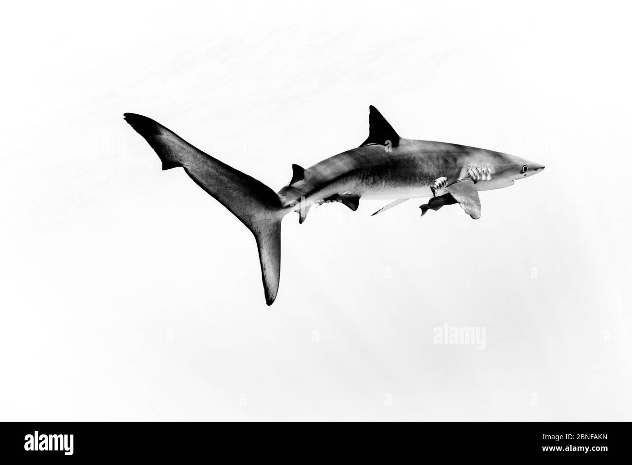 Blauhai in Cabo San Lucas Stockfoto