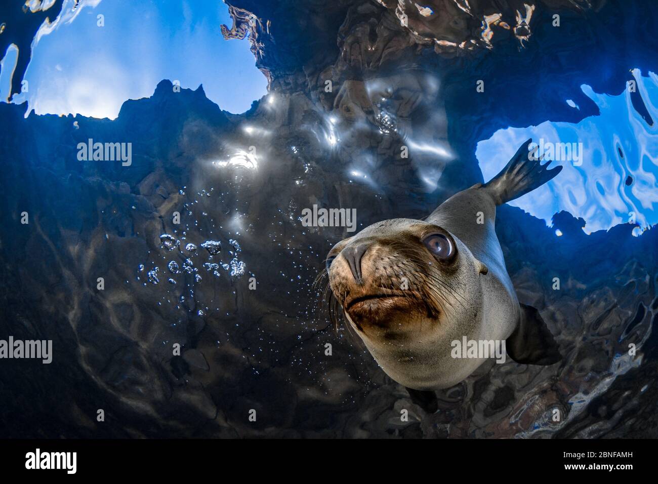 Ein junger kalifornischer Seelöwe untersucht die Kamera Stockfoto