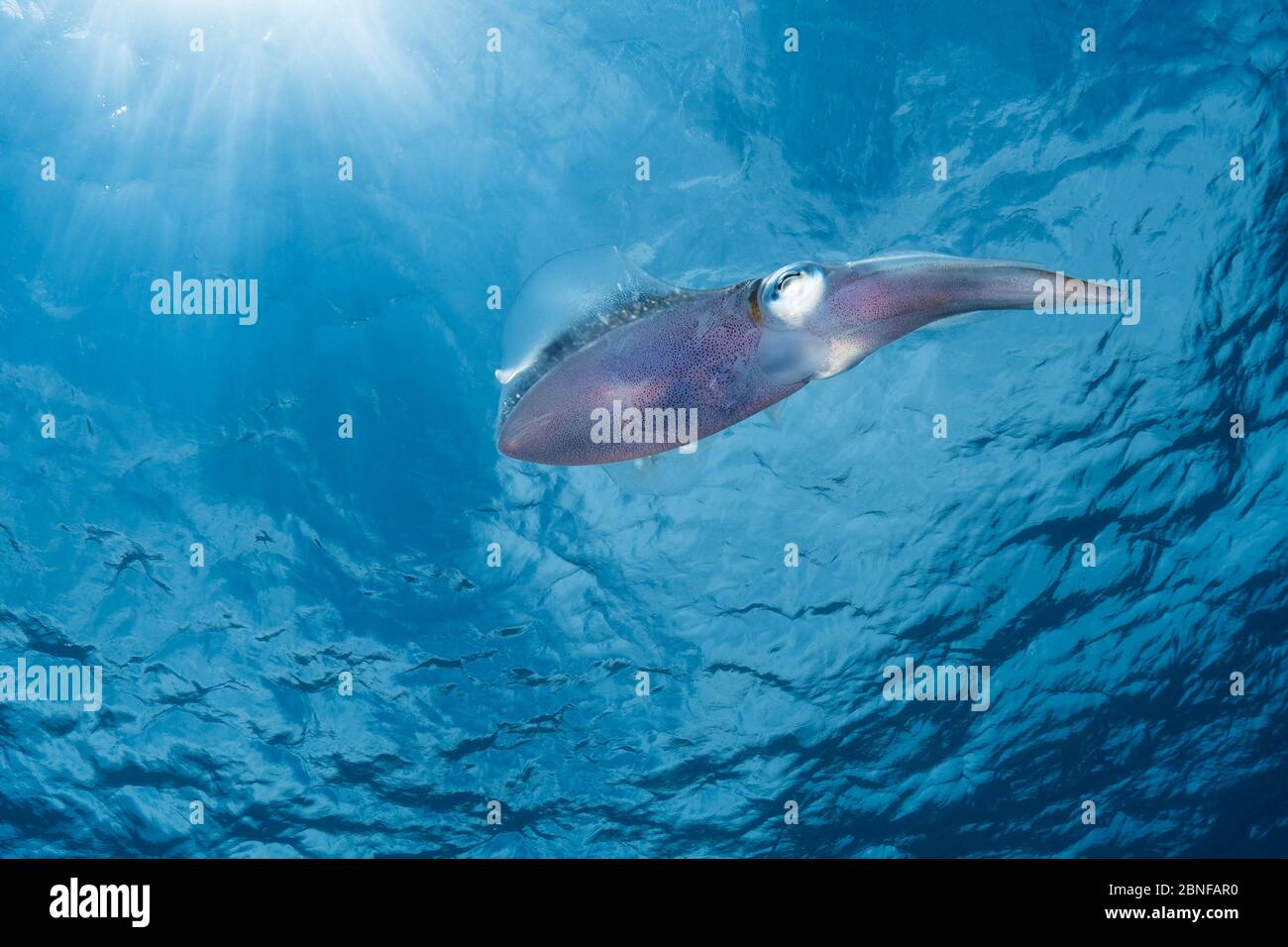 Karibischer Riffsquid im flachen Wasser Stockfoto