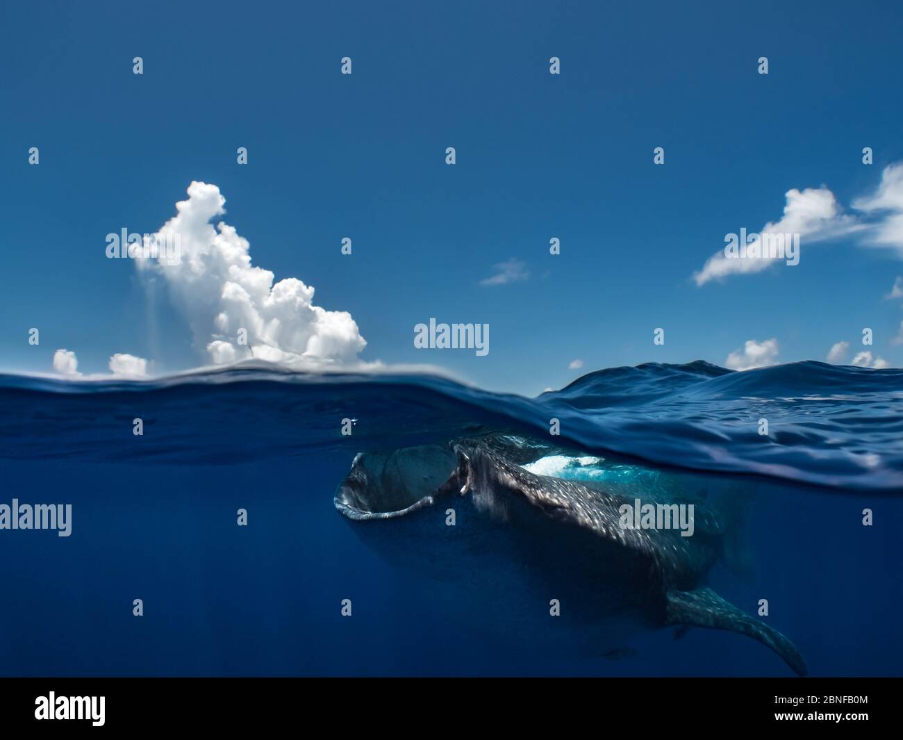 Ein Walhai schwimmend direkt unter der Oberfläche Stockfoto