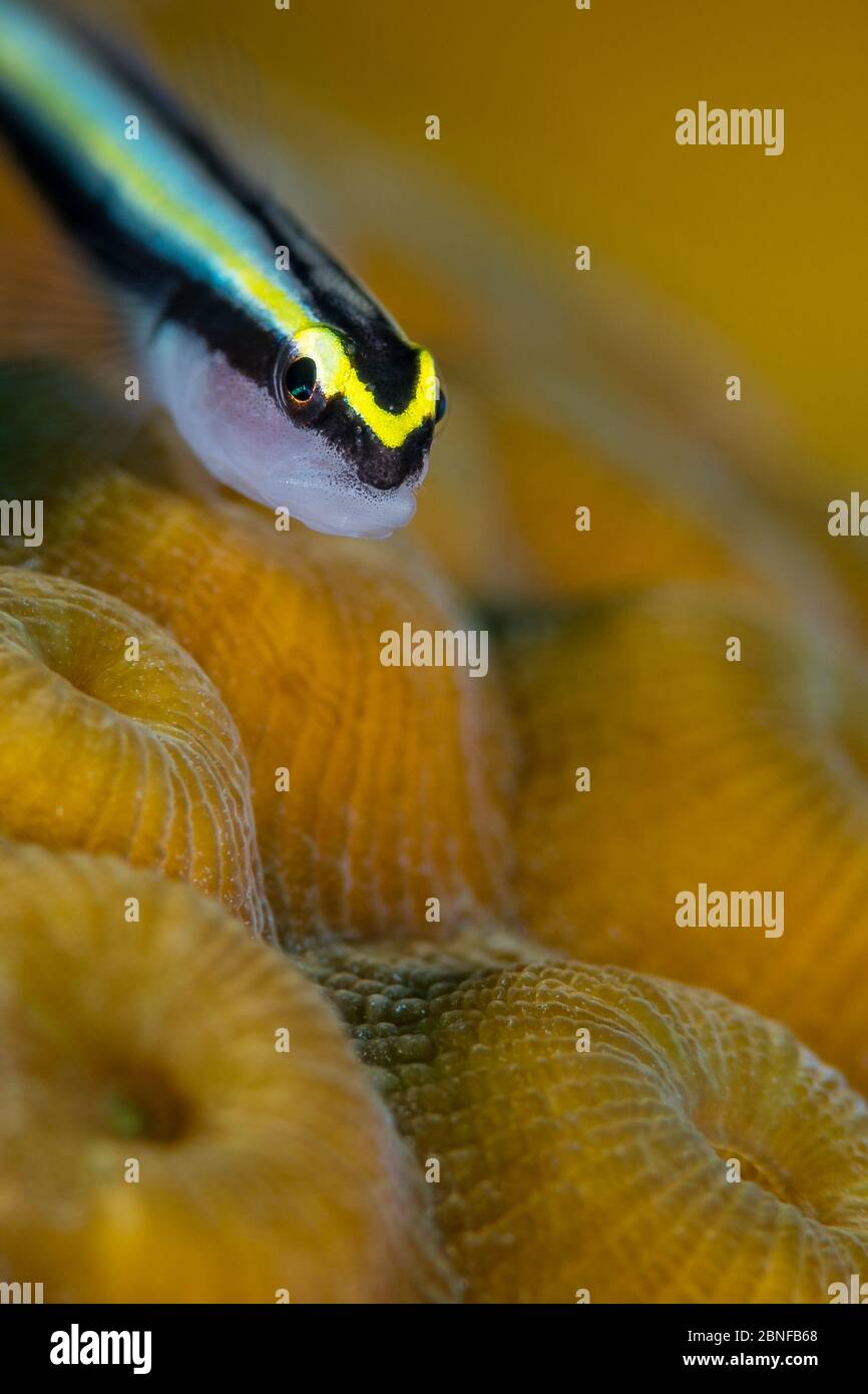 Ein Cayman-Putzer (Elacatinus cayman) nimmt eine sehr kurze Siesta, um sich fotografieren zu lassen. Stockfoto