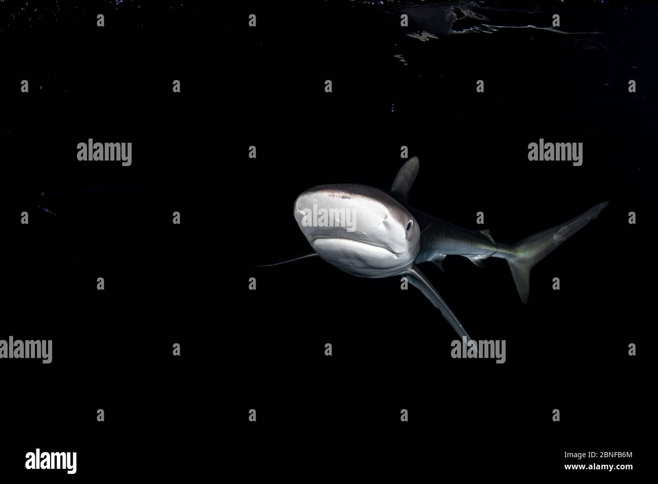Seidiger Hai in der Nacht Stockfoto