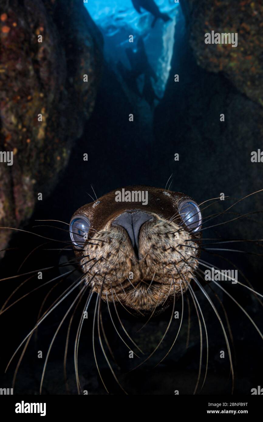 Ein junger kalifornischer Seelöwe untersucht die Kamera Stockfoto