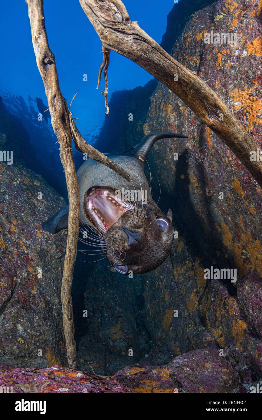 Ein junger kalifornischer Seelöwe, der mit Treibholz spielt Stockfoto