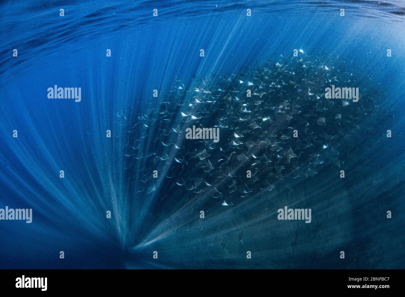 Die jährliche Migration der Mobula ray Stockfoto