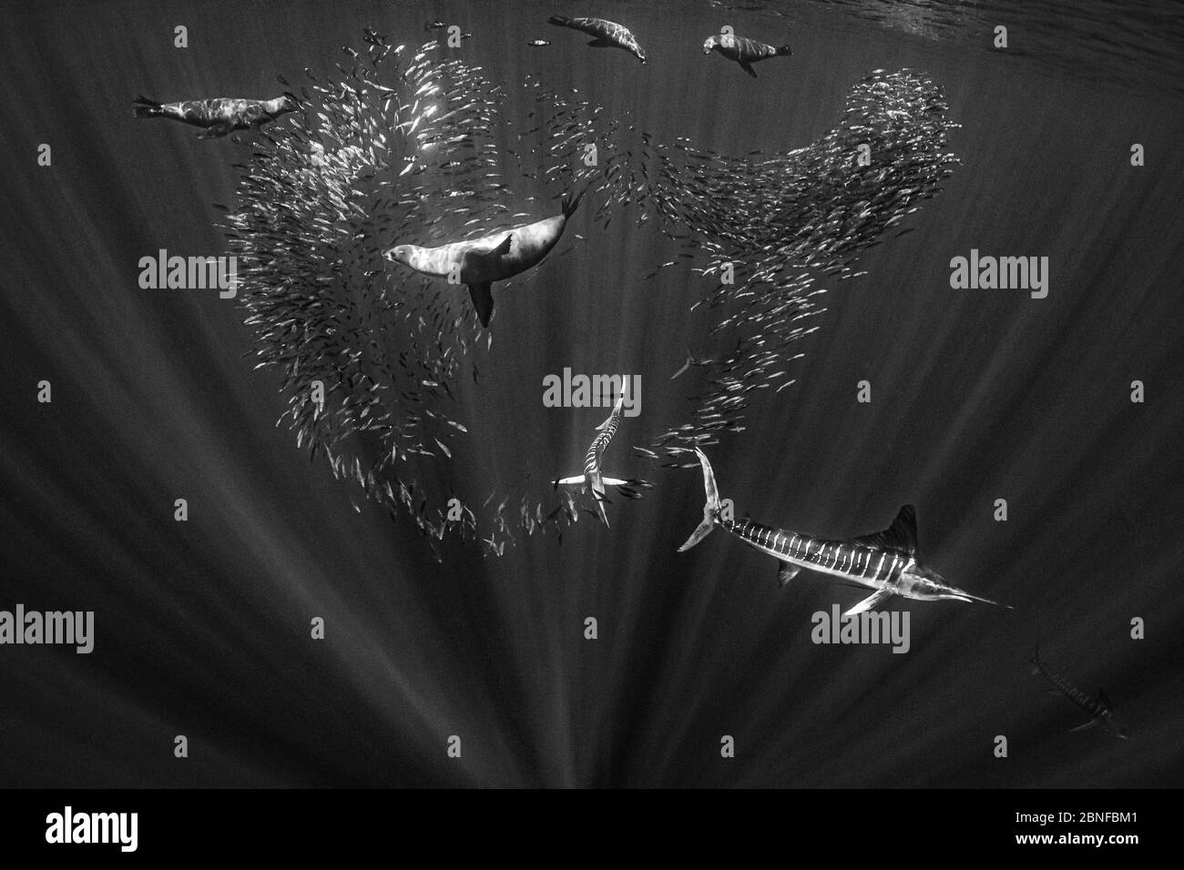 Gestreifter Marlin und kalifornische Seelöwen auf Makrelen Stockfoto