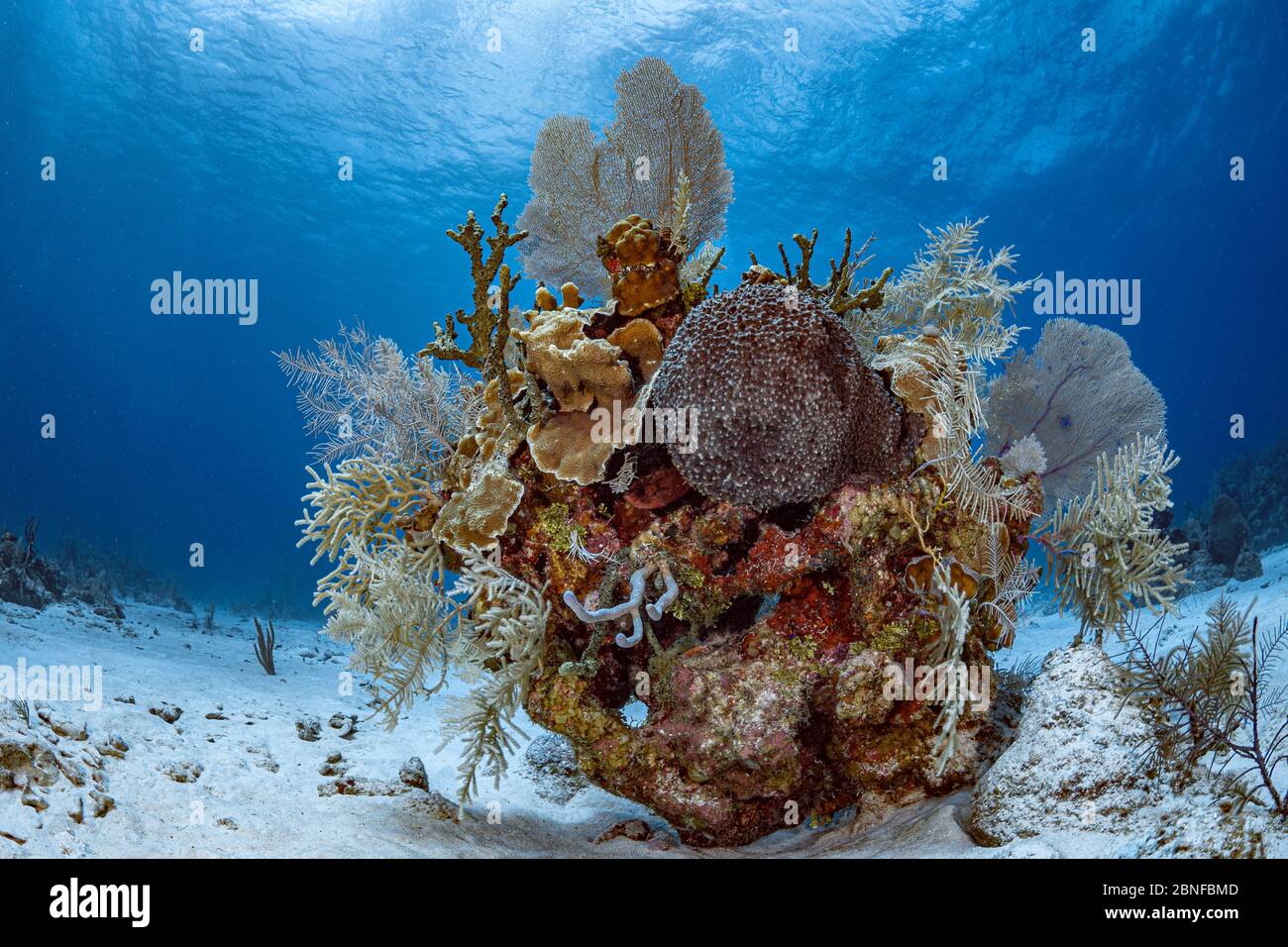 Korallenriff vor der Grand Cayman Insel Stockfoto