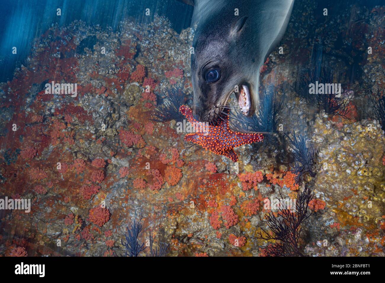 Ein junger kalifornischer Seelöwe, der mit einem Seesterne spielt. Stockfoto