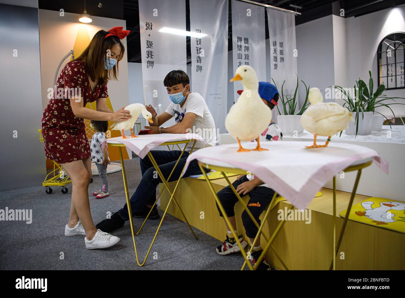 In einem cole Ente Experience Store in Guangzhou, Südchina, Provinz Guangdong, spielen Menschen mit cole Enten, 27. April 2020. Stockfoto