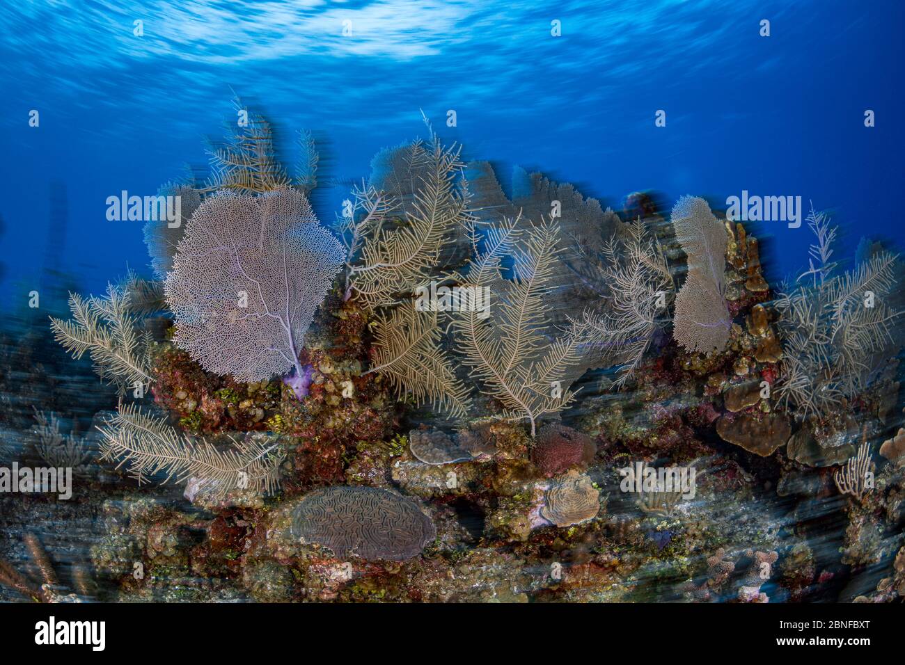 Korallenriff vor der Grand Cayman Insel Stockfoto