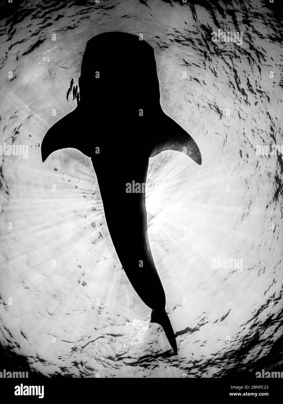 Ein Walhai schwimmend direkt unter der Oberfläche Stockfoto
