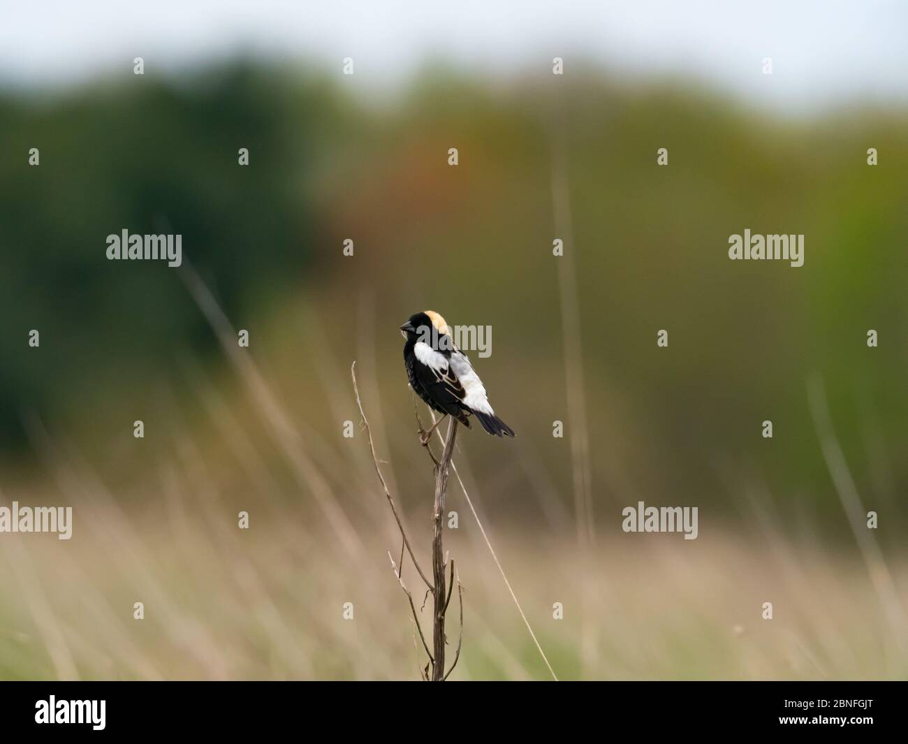 Bobolink, Dolichonyx oryzivorus, ein Zugvogel im Grasland von Ohio Stockfoto