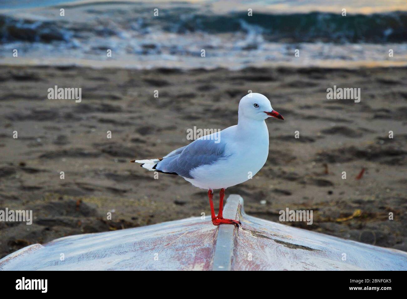 Möwe steht auf einem Boot an einem Strand Tauranga Neuseeland Stockfoto