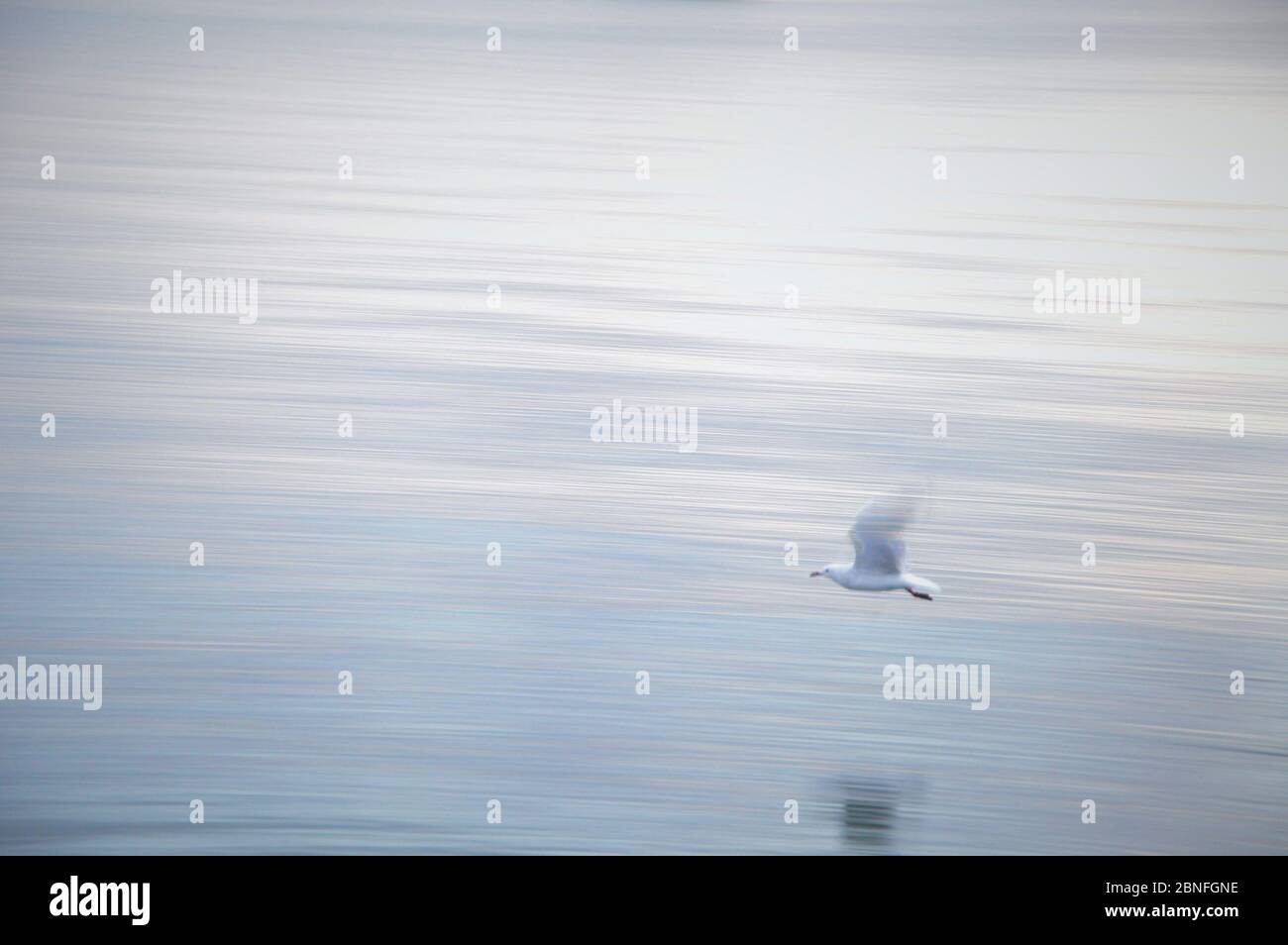 Unbearbeitetes Foto einer Möwe, die über Wasser fliegt Stockfoto