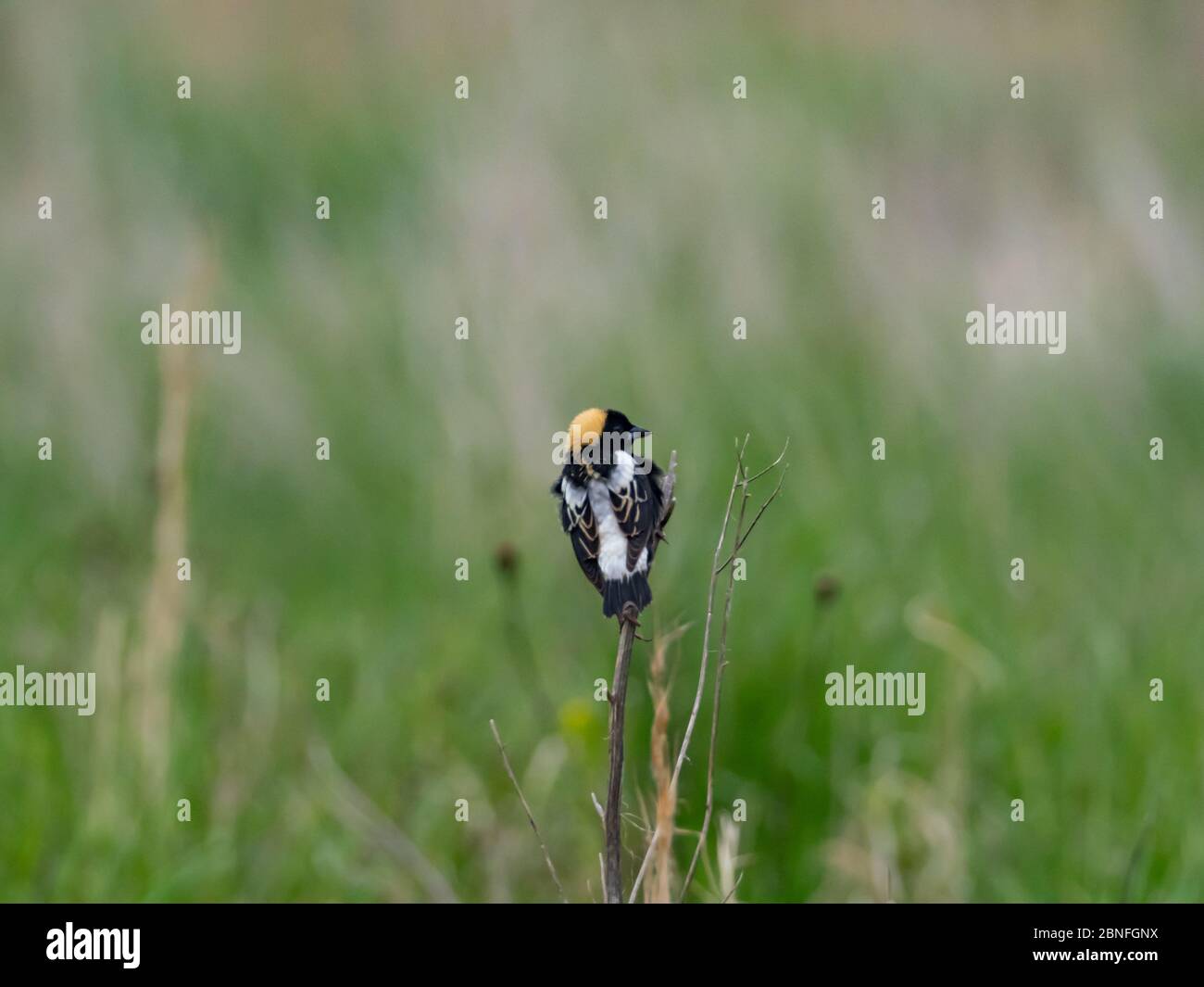 Bobolink, Dolichonyx oryzivorus, ein Zugvogel im Grasland von Ohio Stockfoto